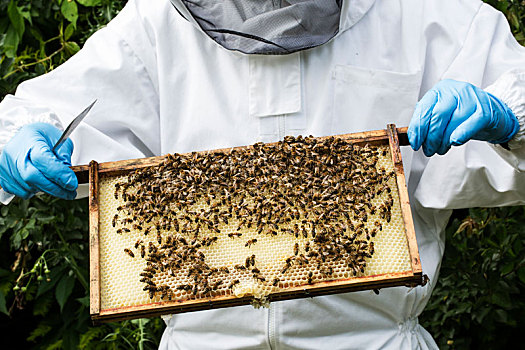 养蜂人,穿,防护服,工作,检查,木质,蜂巢