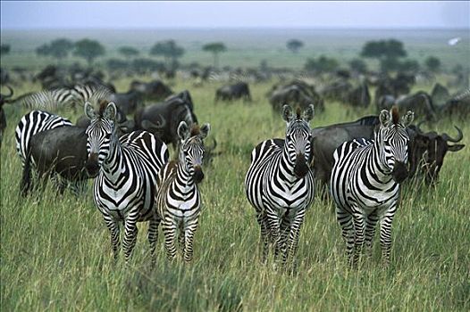 白氏斑马,斑马,角马,塞伦盖蒂国家公园,坦桑尼亚