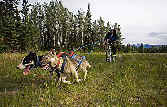 阿拉斯加,爱斯基摩犬,拉拽,山,男人,狗,运动,干燥,陆地,雪撬,比赛,育空地区,加拿大