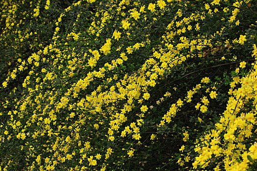 迎春花,春天,小黄花,黄色,应春花