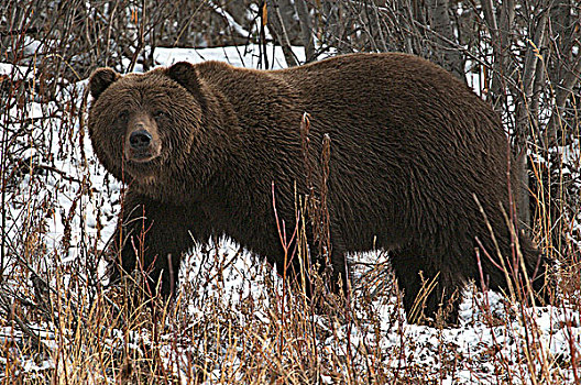 棕熊,雄性,捕鱼,枝条,河,生态,自然保护区,育空地区,加拿大