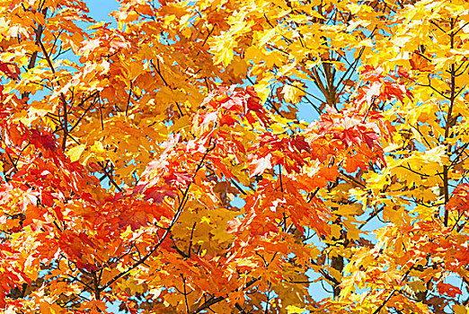 挪威槭,挪威枫,彩色,叶子,秋天,下萨克森,德国,欧洲