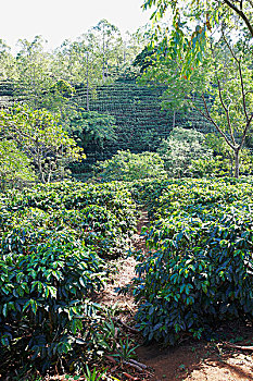咖啡种植园,哥斯达黎加