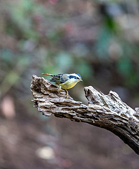 穿梭跳跃在常绿阔叶林间的火尾希鹛鸟