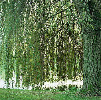 哭,柳树,枝条,浸,水,靠近,湖,法国,2007年