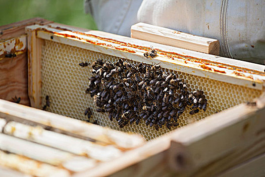 蜜蜂,蜂窝,农场