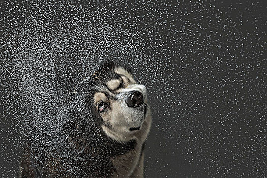 西伯利亚,哈士奇犬,抖动,水,上方,灰色背景