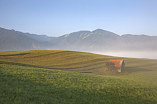 雾,高处,草地,温特赫迈格乌,上巴伐利亚,巴伐利亚,德国