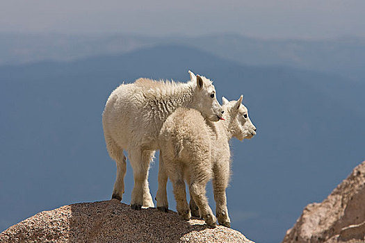 两个,石山羊,簇拥,一起,攀升,落基山脉,科罗拉多,美国,夏天