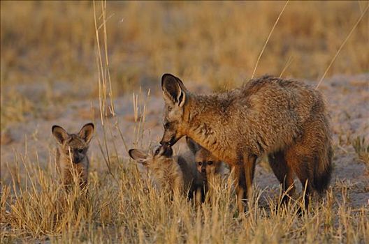 大耳狐,母兽,幼仔,非洲