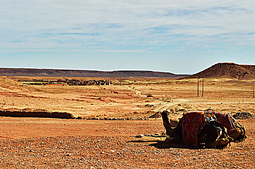 骆驼,躺下来,在沙漠中,摩,非洲