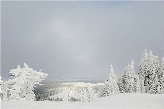 树,积雪,风景,西部,黄石公园,加拉廷,蒙大拿,美国