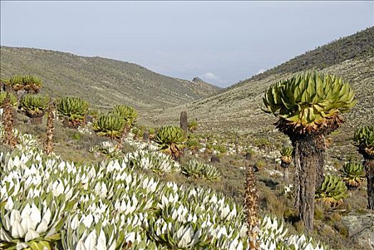 本土动植物,路线,肯尼亚山,国家公园,肯尼亚