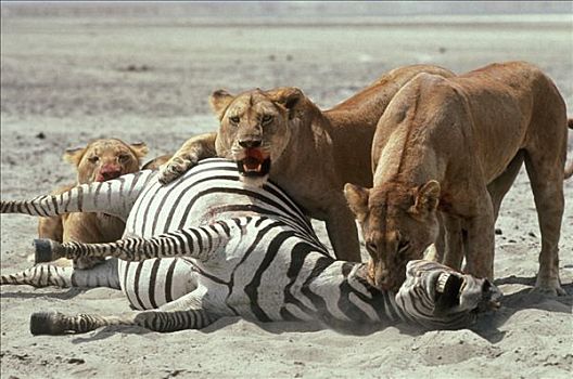 非洲狮,狮子,雌性,杀戮,白氏斑马,斑马,塞伦盖蒂国家公园,坦桑尼亚