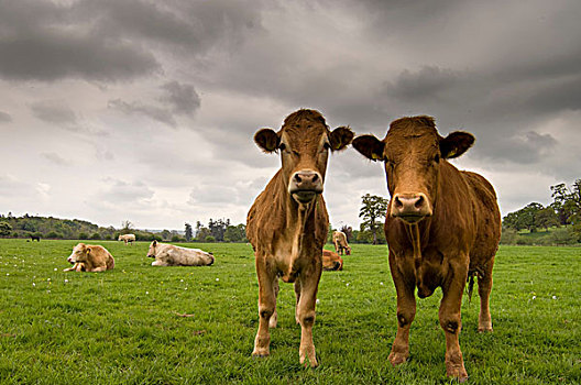 两个,母牛,站立,地点,基尔肯尼郡,爱尔兰
