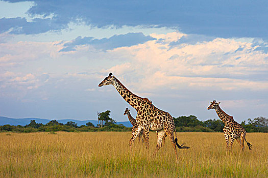 马萨伊,长颈鹿,马赛长颈鹿,马赛马拉国家保护区,肯尼亚,非洲