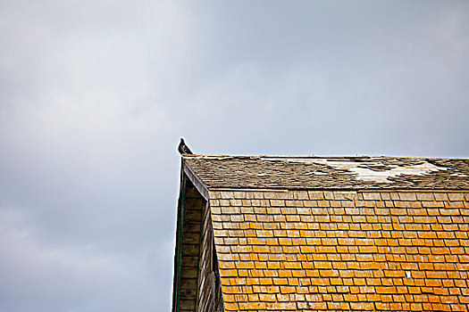 鸽子,老,谷仓,屋顶,腐烂,艾伯塔省,加拿大