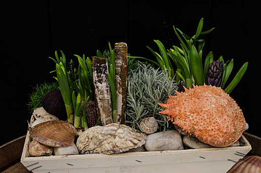 静物,海螺壳,绿色植物,木盒,篮子
