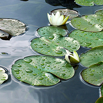 荷花,水塘