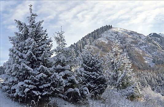 雪,山峦,阿拉木图,区域,哈萨克斯坦