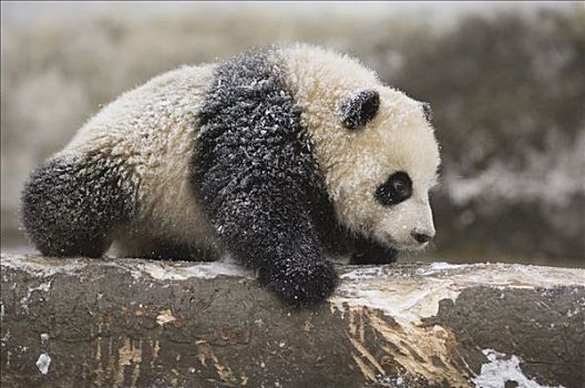 大熊猫,五个,老,幼兽,玩雪,卧龙自然保护区,中国