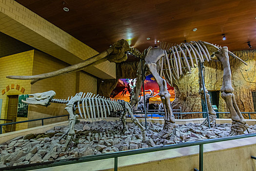 野生动物猛犸象黑犀牛化石骨架景观