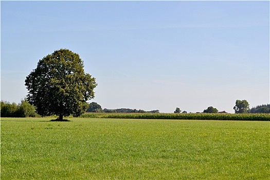 孤树,草地,荷兰