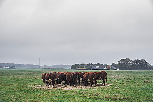 赫里福德,母牛,拿着,会面,绿色,地点,秋天