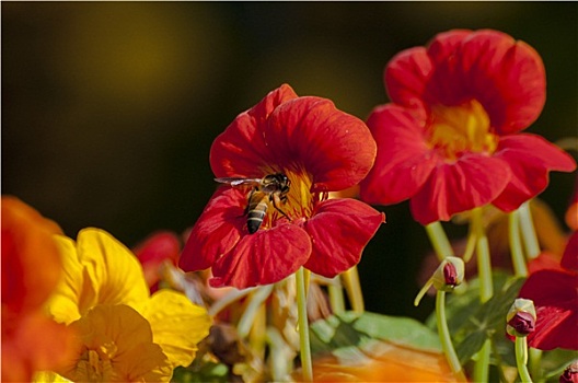 蜜蜂,收集,花蜜,红花,加尔各答,印度