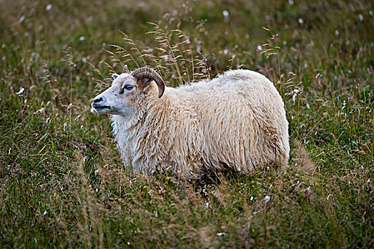 绵羊,南方,半岛,雷克雅奈斯,冰岛,欧洲