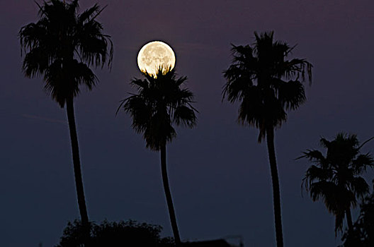 月出,剪影,棕榈树,加利福尼亚,美国