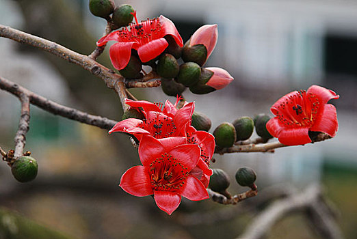 广州市花红棉花特写