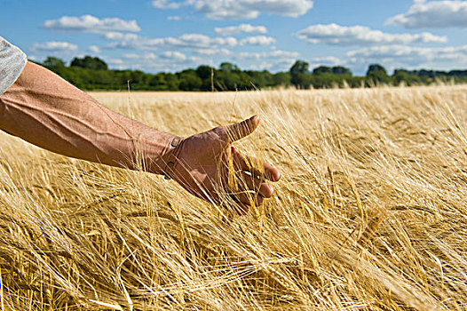 农民,手,检查,耳,小麦,小麦田