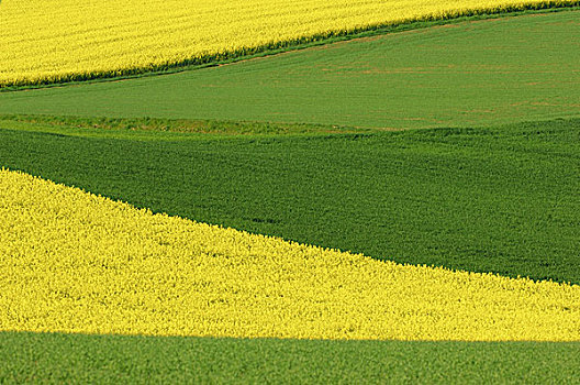 庄稼地,油菜,地点,黄色,绿色