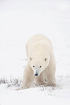幼兽,北极熊,走,雪,丘吉尔市,曼尼托巴,加拿大