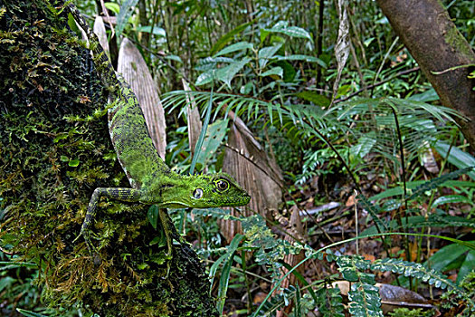 羞怯,树林,龙,巴布亚新几内亚