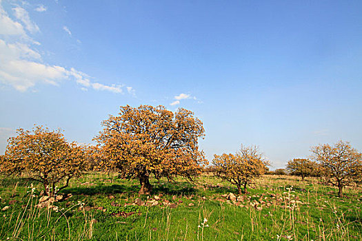 橡树,栎属,土地,树林,自然保护区,以色列