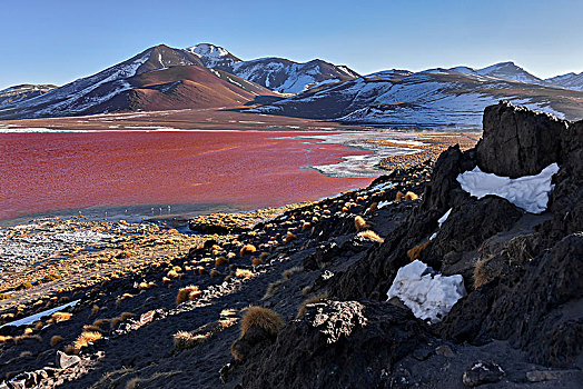 泻湖,红色,水,高,藻类,满意,靠近,乌尤尼盐沼,玻利维亚,南美