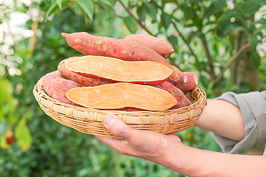 农民手里端着一盘红心红薯