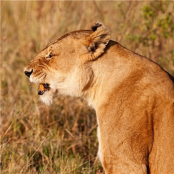 非洲,雌狮,麦赛-玛拉国家公园,肯尼亚