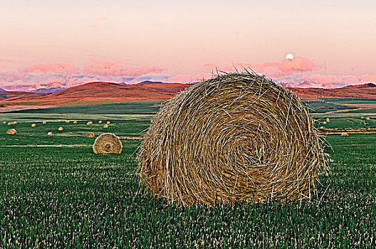 干草包,艾伯塔省,加拿大