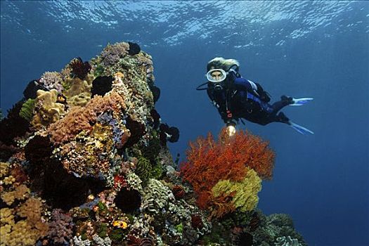 潜水,看,海洋,珊瑚,礁石,彩色,繁茂,冈加,岛屿,螃蟹船,北苏拉威西省,印度尼西亚,摩鹿加群岛,太平洋,亚洲