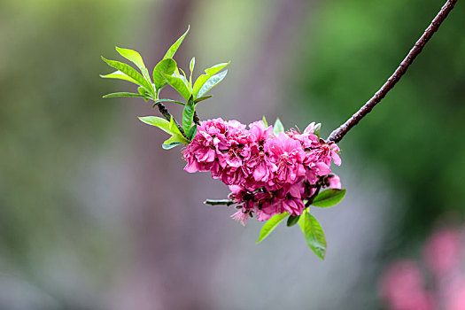 桃花