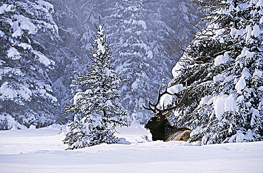 公麋鹿,暴风雪,不列颠哥伦比亚省,加拿大