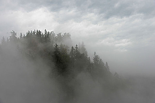 雾,上方,树,树林,秋天,城市,华盛顿,美国