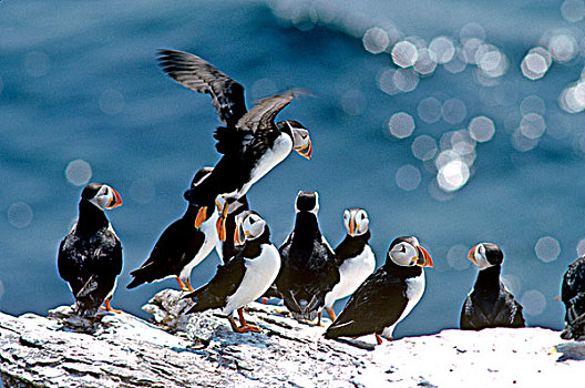 大西洋角嘴海雀,北极
