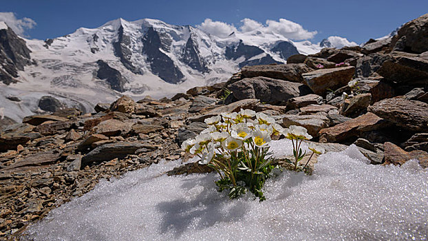 冰河,毛茛属植物,盛开,雪原,背影,东方,阿尔卑斯山,恩加丁,瑞士,欧洲
