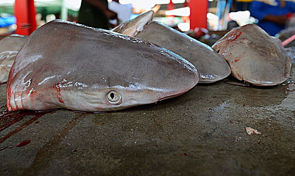 头部,抓住,鲨鱼,出售,鱼市,市场,维多利亚,马埃岛,塞舌尔,非洲