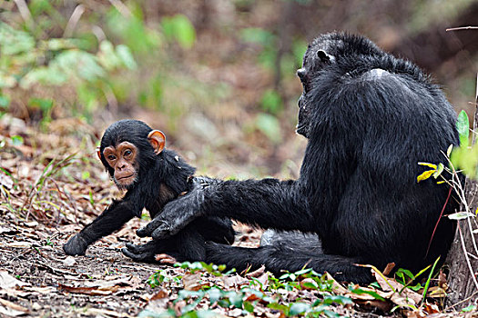 黑猩猩,类人猿,女性,幼仔,坦桑尼亚