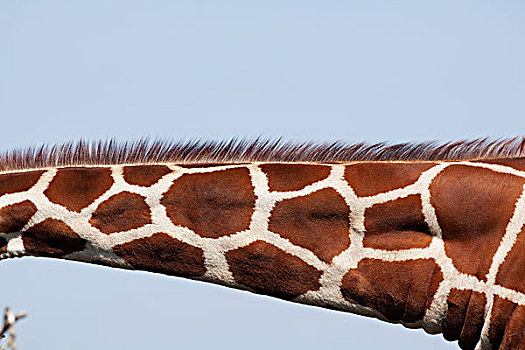 网纹长颈鹿,长颈鹿,颈部,展示,网纹状,图案,肯尼亚